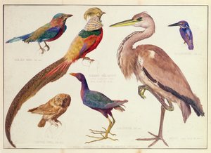 Studies of Birds from the Bootle Museum, Liverpool by Florence Emily Bark